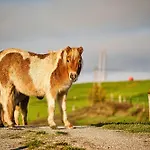 Farm Ana Visnja Gora