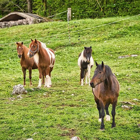 Appartement Farm Ana Visnja Gora