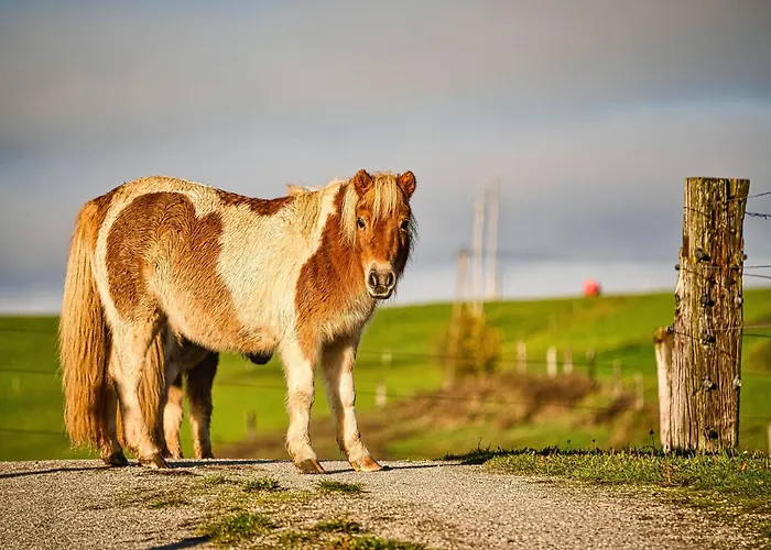 Farm Ana Visnja Gora